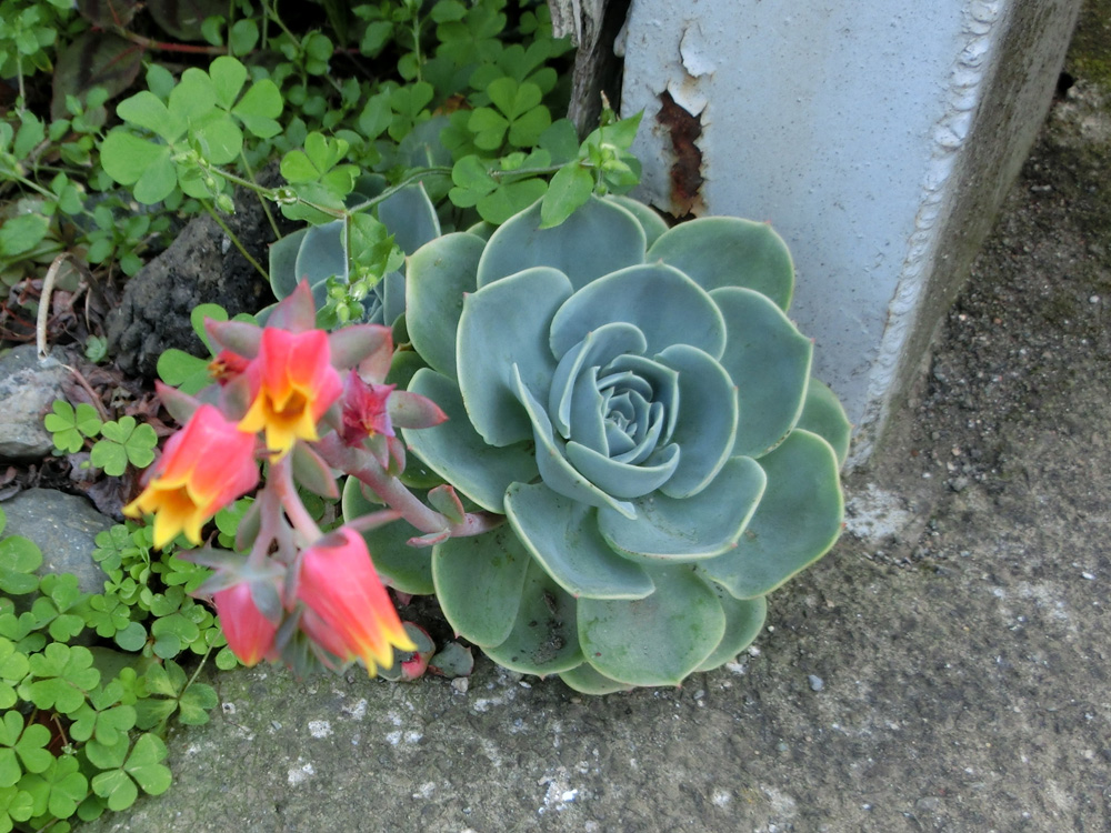 多肉植物 ポンチャン