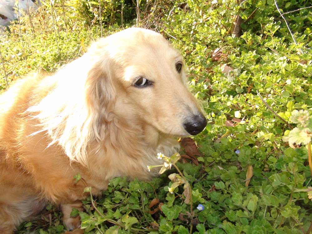 犬のふぐり ポンチャン