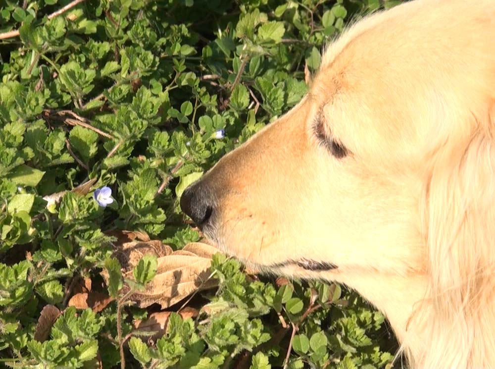 犬のふぐり ポンチャン